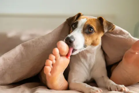 Piesek Jack Russell Terrier pod kołdrą liże ludzką stopę. To jego sposób na okazywanie czułości i troski, a może po prostu lubi słony smak?