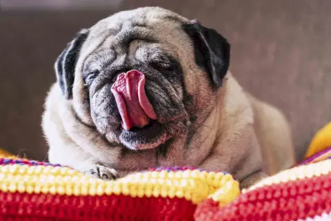 Mops z wywiniętym językiem, leżący na kolorowym kocu. Czy to pytanie "dlaczego pies liże odbyt" go tak rozbawiło?