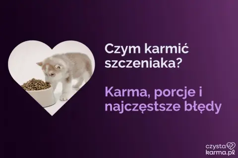 Uroczy szczeniak husky wącha miskę z karmą. Dowiedz się, jak karmić szczeniaka, jakie porcje podawać i jakich błędów unikać.
