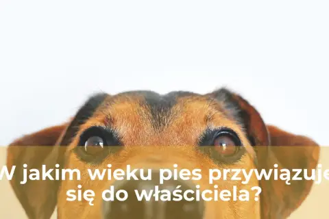 Uroczy piesek z zaciekawieniem patrzy w obiektyw, zastanawiając się, po jakim czasie szczeniak przywiązuje się do właściciela.