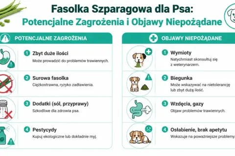 Czy psy mogą jeść fasolkę szparagową? Infografika przedstawia potencjalne zagrożenia i objawy niepożądane, takie jak wymioty czy biegunka.