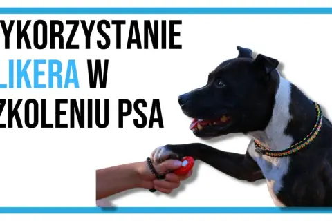 Czarny pies z białą łatką na piersiach podaje łapę osobie trzymającej czerwony kliker. Dowiedz się, jak używać klikera dla psa w szkoleniu.
