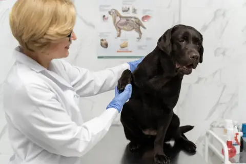 Weterynarz bada łapę czekoladowego labradora. Pies wygląda na zaniepokojonego, jakby bał się, że dostanie zastrzyk zamiast czekolady dla psa.