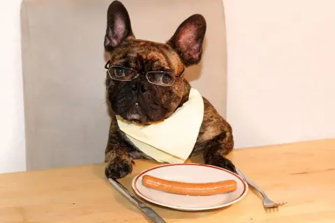 Inteligentny buldog francuski w okularach i śliniaczku zastanawia się, czy pies może jeść parówki, siedząc przy stole z parówką na talerzu.