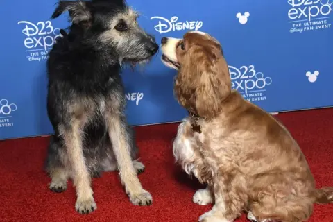 Zakochany kundel i jego towarzyszka, jak z filmu, na czerwonym dywanie D23 Expo.