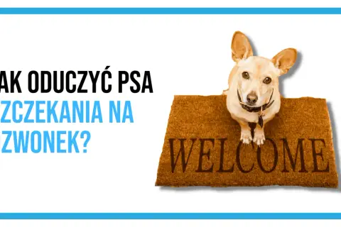Mały piesek na wycieraczce "Welcome" sugeruje, że czas nauczyć go, by nie wymuszał szczekaniem na dzwonek.