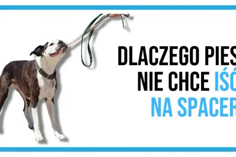 Pies się zapiera i nie chce iść na spacer, trzymając smycz w pysku.