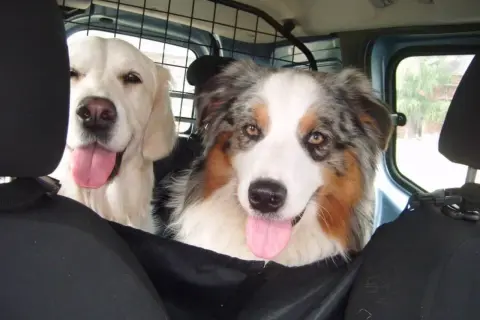 Dwa psy w samochodzie, jeden golden retriever, drugi owczarek australijski. Pies boi się jeździć autem, ale towarzystwo przyjaciela dodaje mu otuchy.