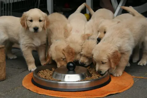 Szczenięta golden retriever jedzą karmę z miski. Pytanie "czym karmić szczeniaka" nabiera tu praktycznego wymiaru.