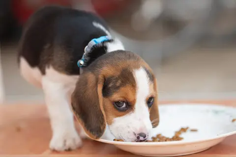 Słodki szczeniak beagle zajada się karmą. Czy beagle śmierdzą? Ten maluch na pewno nie!