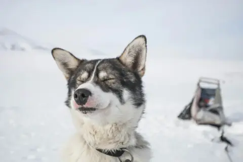 Szczęśliwy husky syberyjski na śniegu. Zastanawiasz się, ile kosztuje husky syberyjski? Ten pies wygląda na zadowolonego z życia.
