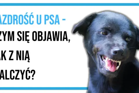Czarny pies warczy, pokazując zęby. Tekst na obrazku: "Zazdrość u psa - czym się objawia, jak z nią walczyć?".