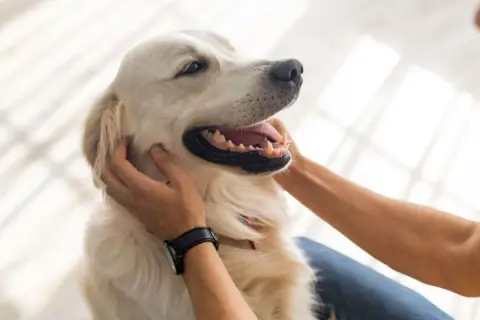 Złoty retriever zadowolony z pieszczot pod brodą i za uszami – to miejsca, gdzie psy lubią być głaskane.