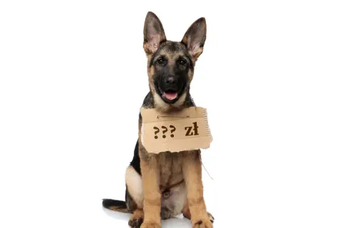Uroczy szczeniak owczarka niemieckiego z tabliczką "??? zł" zastanawia się, ile kosztuje jego adopcja.