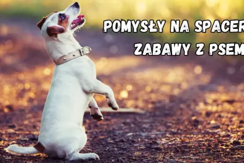 Szczeniak na spacerze, gotowy do zabawy. Pomysły na spacerowe zabawy z psem.