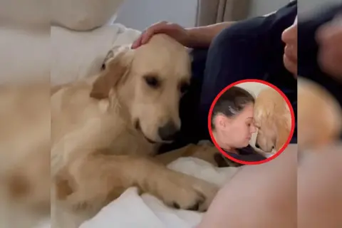 Złoty retriever czule dotyka głową brzucha kobiety, sugerując, że pies wyczuwa ciążę.