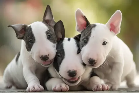 Trzy urocze szczenięta bull terrier, które mimo opinii o groźnych rasach psów, wyglądają na bardzo przyjazne i rozbrykane.