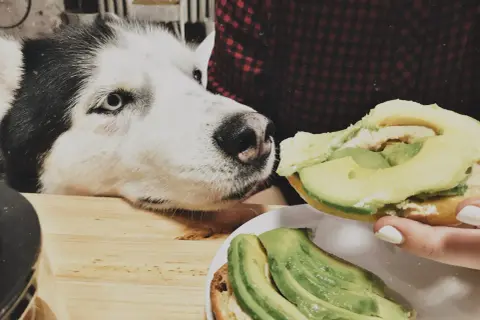 Siberian Husky z zaciekawieniem patrzy na kanapkę z awokado. Czy pies może jeść awokado? To pytanie nurtuje wielu właścicieli czworonogów.