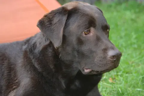 Ciemnobrązowy labrador leży na trawie. Czy labradory są agresywne? Ten łagodny piesek z pewnością zaprzecza tej tezie.