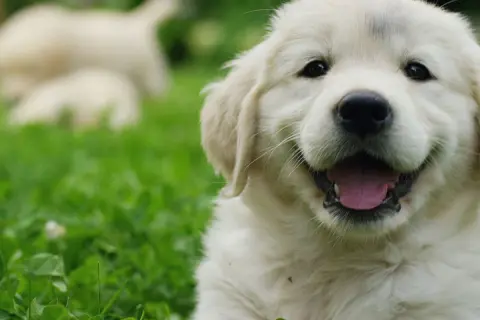 Uśmiechnięty szczeniak golden retriever, idealny kandydat na imię dla pieska.