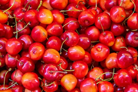 Mnóstwo soczystych, czerwonych czereśni. Zastanawiasz się, czy pies może jeść czereśnie? Lepiej nie ryzykować, bo pestki są toksyczne.