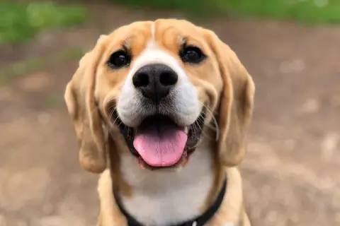 Uśmiechnięty beagle z wystawionym językiem. Szukasz imiona dla psa na F? Może Fafik, Fido, Fuks?
