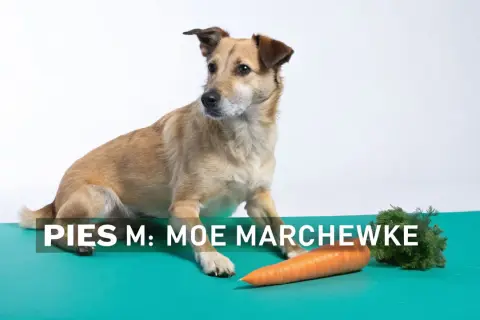 Pies Moe zastanawia się, czy pies może jeść marchew. Obok leży pomarańczowa marchewka.