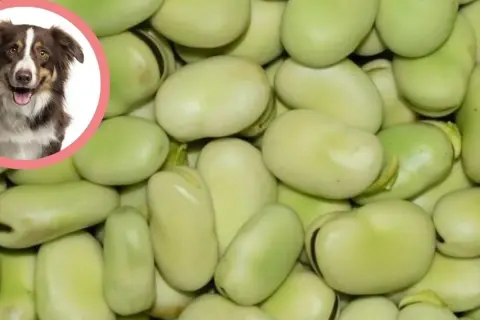 Czy pies może jeść bób? Na zdjęciu piesek obok stosu zielonych bobów.