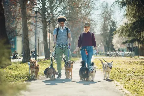 Para spacer z psem w Krakowie idealne miejsce. Młodzi ludzie prowadzą grupę radosnych psów przez park.