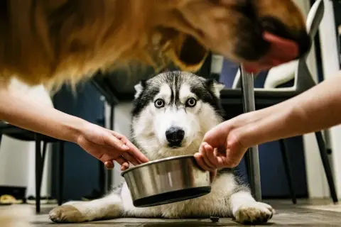 Husky z niebieskimi oczami dostaje miskę z jedzeniem, gdy ma biegunkę. Co dla psa na biegunkę?