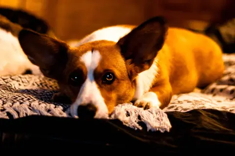 Smutny corgi leży na kocu, tęskniąc za swoją karmą wataha.
