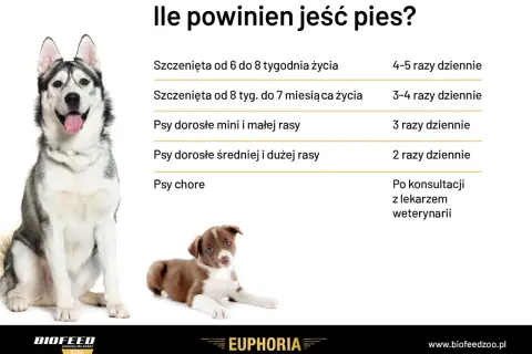 Tabela podpowiada, ile gram karmy dla psa podawać w zależności od wieku i rasy. Widoczny jest dorosły husky i szczenię.