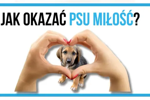 Słodki szczeniak w sercu z dłoni. Czy pies lubi jak się go całuje? Dowiedz się, jak okazywać mu miłość.