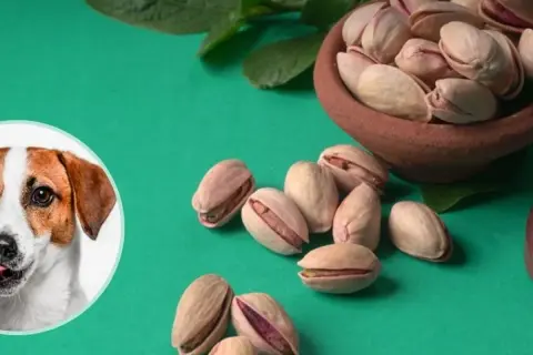 Czy pies może pistacje? Na zielonym tle piesek patrzy na miseczkę pełną pistacji.