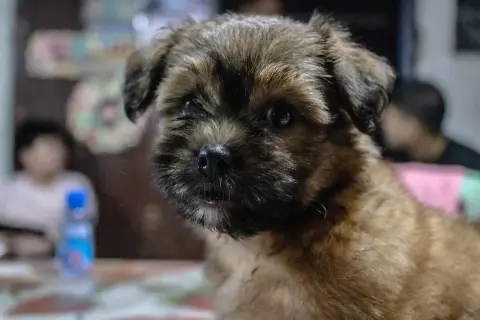 Mały piesek, może to shih tzu, patrzy zamyślony. Dlaczego shih tzu jest smutny? Może czeka na zabawę.