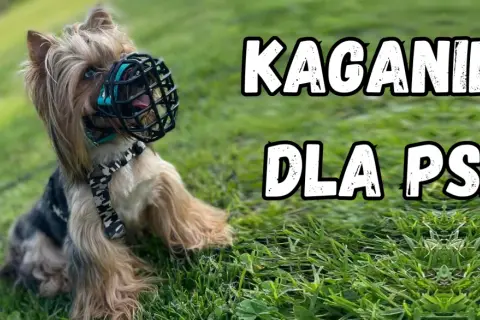Mały york w kagańcu na trawie. Jaki kaganiec dla psa? Ten model wygląda na wygodny i bezpieczny.
