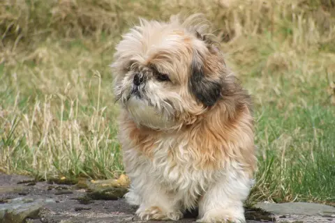Puszysty piesek siedzi na kamieniu. Zastanawia się, czy pies może jeść chleb z pasztetem, gdy patrzy w dal.
