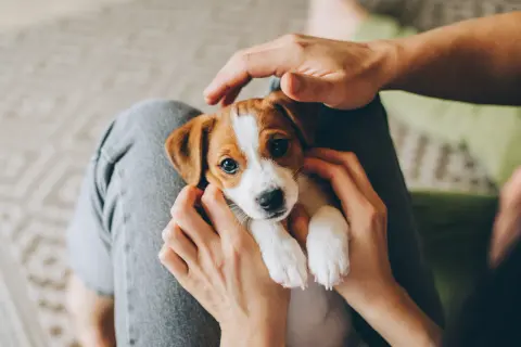 Uroczy szczeniak Jack Russell Terrier w ramionach. Czas na adopcję? Kiedy wydawać szczeniaki, by były szczęśliwe i zdrowe.