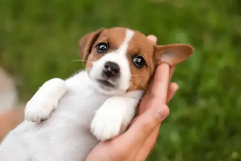 Uroczy szczeniak Jack Russell Terrier w dłoniach, idealny kandydat na imiona dla psa na A, jak Apsik czy Astro.