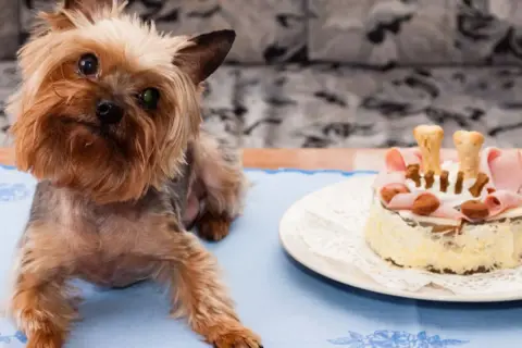 Yorkshire terrier czeka na swoje ciasteczka z wątróbki dla psa. Na talerzu tort z szynką i kośćmi.