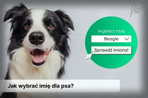 Uroczy border collie zachęca do wyboru rasy i sprawdzenia polskich imion dla psa.