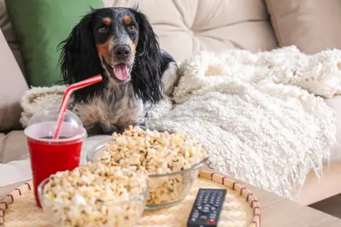 Pies na kanapie z popcornem i napojem. Czy pies może popcorn? Ten piesek wygląda, jakby chciał spróbować!