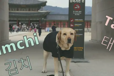 Labrador w czarnej kamizelce, idealny kandydat na koreańskie imiona dla psa, jak "Kimchi" czy "Tae".