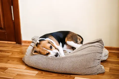Smutny beagle leży na legowisku, zastanawiając się, czy pies może się obrazić.