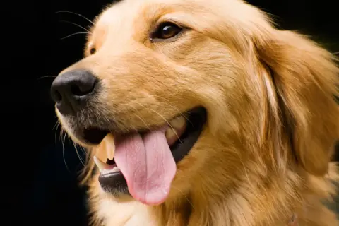 Szczęśliwy golden retriever z wystawionym językiem, gotowy do nauki, jak wytresować golden retrievera.