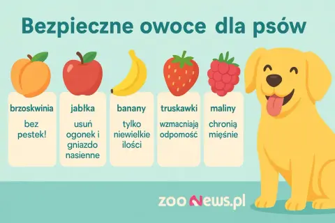 Bezpieczne owoce dla psów: brzoskwinie bez pestek, jabłka (bez gniazda), banany (w małych ilościach), truskawki i maliny.