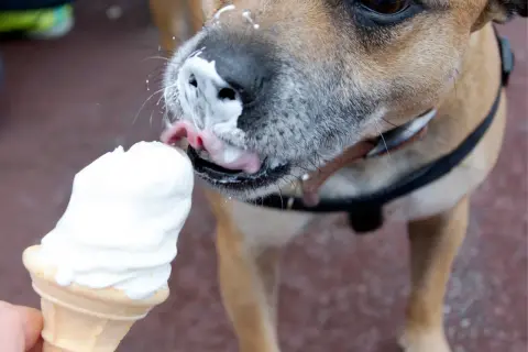 Pies z lodami na pysku. Czy psy mogą jeść lody? Ten psiak chyba odpowiada twierdząco, oblizując pyszczek.
