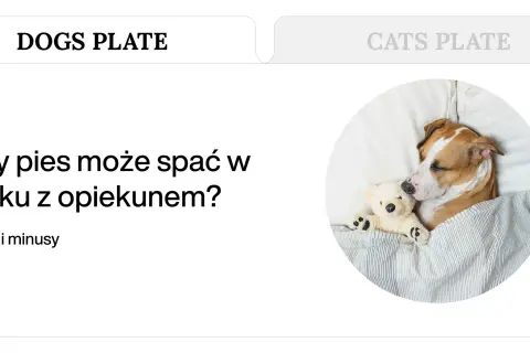 Piesek śpi wtulony w misia, pod kołdrą. Czy pies nie może znaleźć sobie miejsca w nocy, gdy śpi z opiekunem?