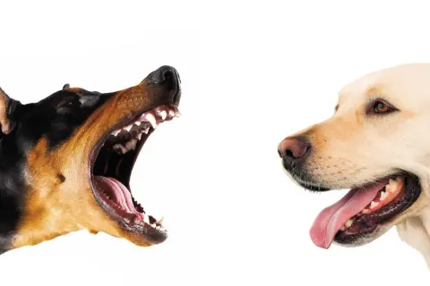 Doberman warczy, pokazując zęby, a labrador z językiem na wierzchu. Dlaczego pies szczeka na inne psy?