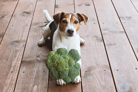 Jack Russell terrier leży na drewnianej podłodze obok dużej główki brokuła. Czy pies może brokula? Ten piesek wygląda na zaintrygowanego.